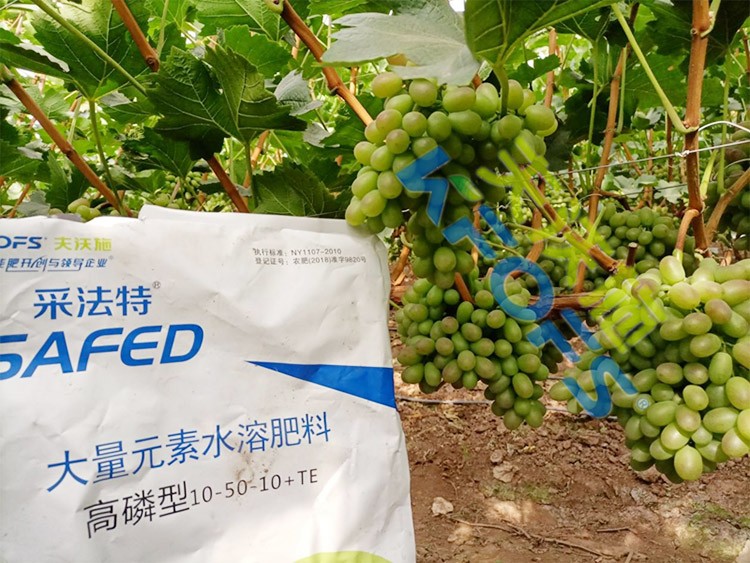 水溶肥價格高，可是用的人卻很多！