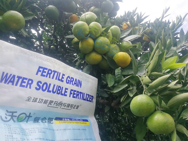 柑橘轉(zhuǎn)色，這幾點你一定要注意！