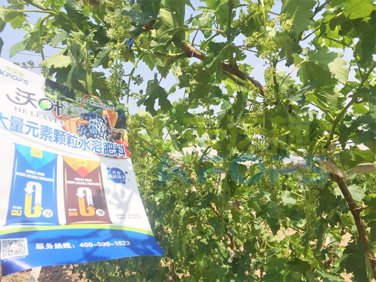 葡萄抽梢粗細(xì)不齊，如何搭配水溶肥調(diào)理？