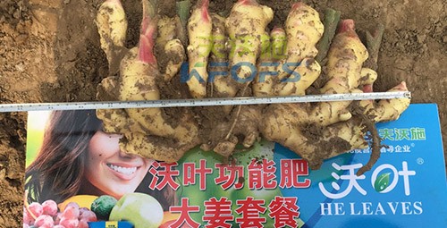 水溶肥用量少，可是效果卻很好！
