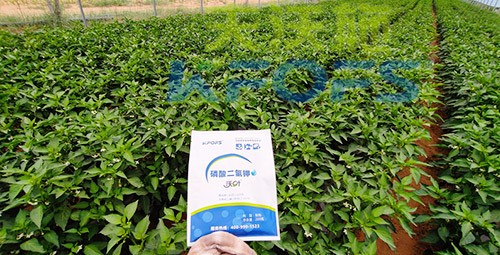 磷酸二氫鉀不好用？那是因?yàn)闆]選對！