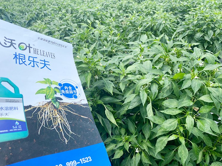 辣椒用什么水溶肥病害少？