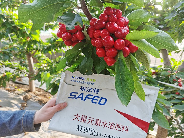 大櫻桃用什么水溶肥又大又甜？