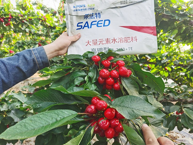 大櫻桃用什么水溶肥又大又甜？
