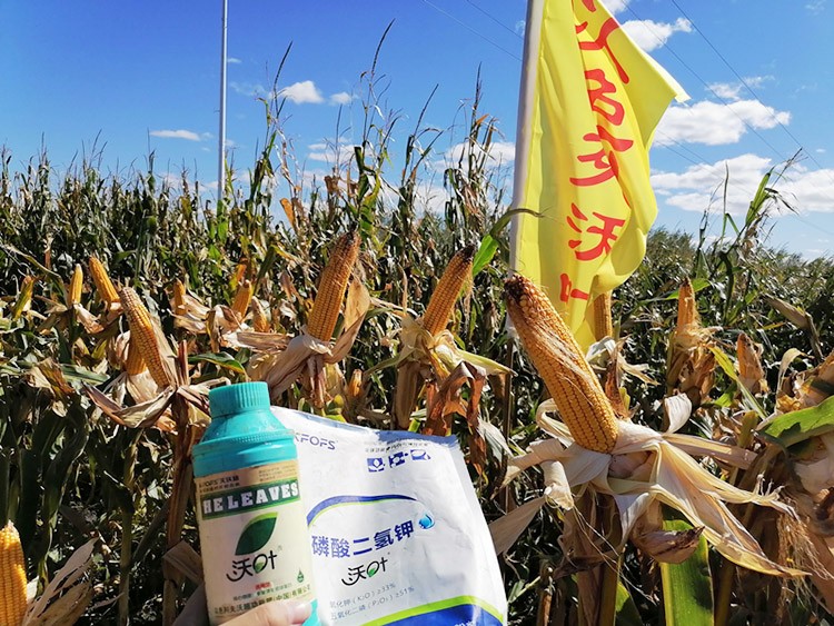 玉米葉面肥哪個(gè)品牌好？