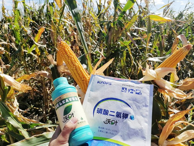 玉米葉面肥哪個(gè)品牌好？