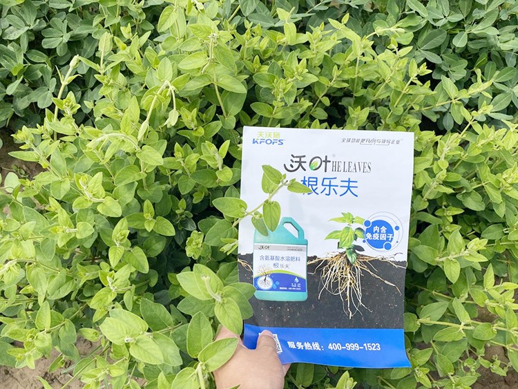 水溶肥這樣搭配使用，解決金銀花根腐黃化