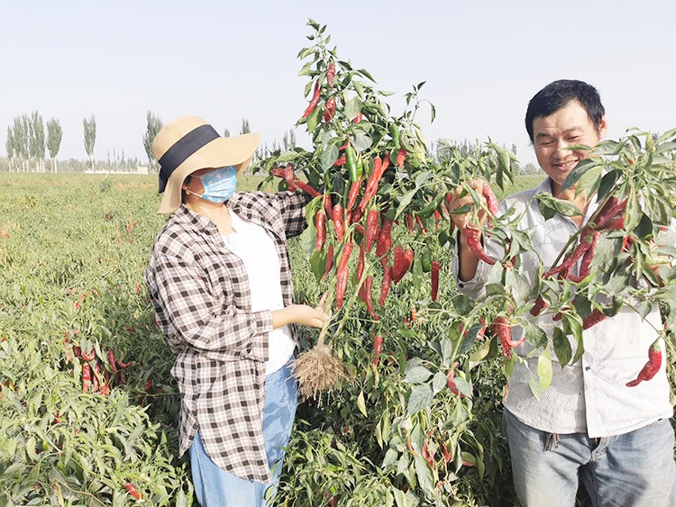 進(jìn)口水溶肥哪個(gè)牌子好？