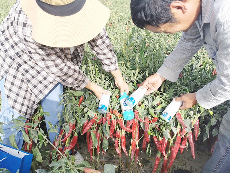 進(jìn)口水溶肥哪個(gè)牌子好？