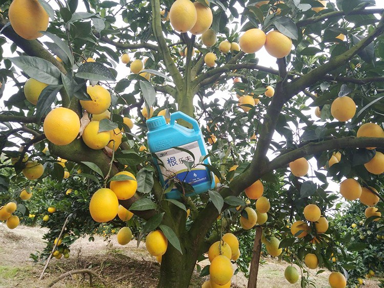 好的水溶肥是什么生產(chǎn)工藝？