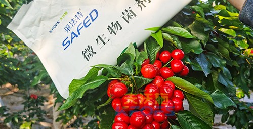 進(jìn)口水溶肥怎么選？參考這三點就夠了！