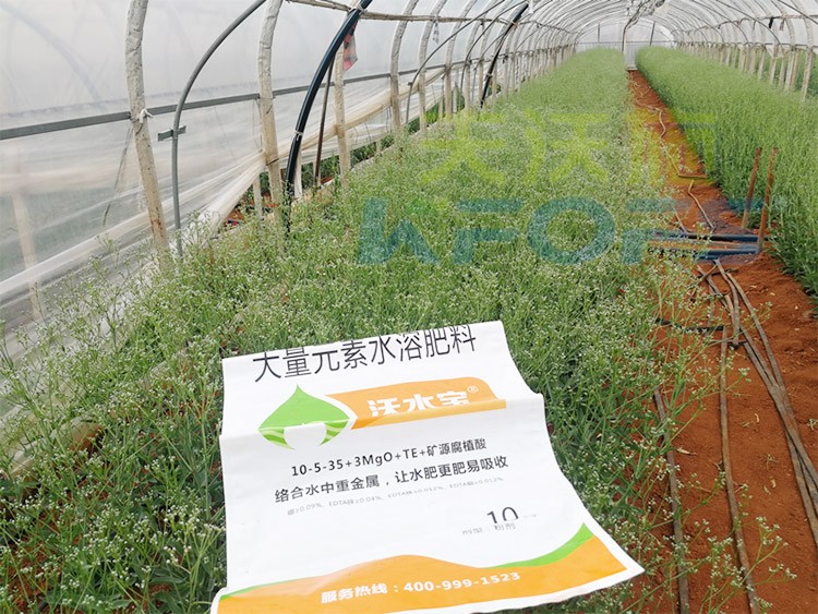 進口水溶肥以色列的哪家好？