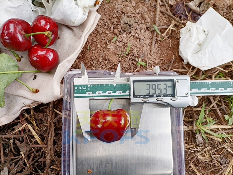 效果好的進(jìn)口水溶肥，來看這款！