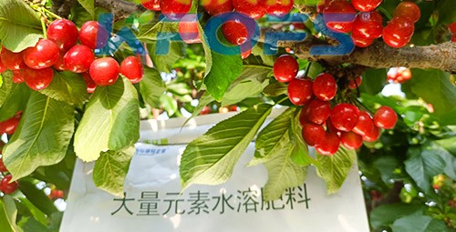 大量元素水溶肥為什么都說(shuō)進(jìn)口的好？