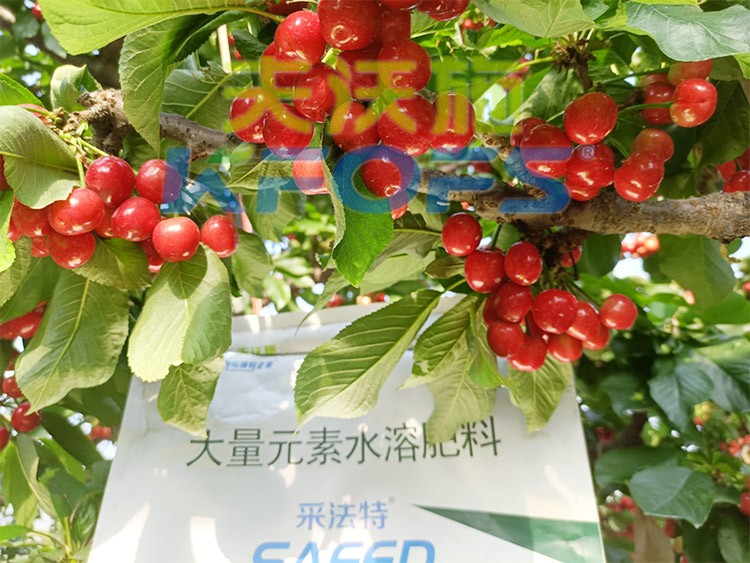 大量元素水溶肥為什么都說進(jìn)口的好？