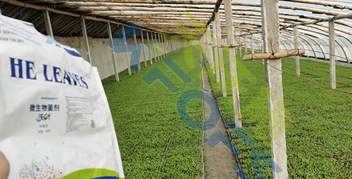微生物菌劑廠家哪家好？
