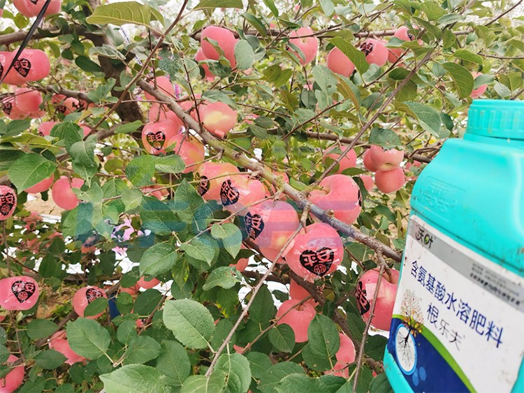 沃葉水溶肥效果怎么樣？怎么購買？