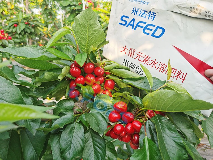 水溶肥用對(duì)了，果大果多品質(zhì)好！