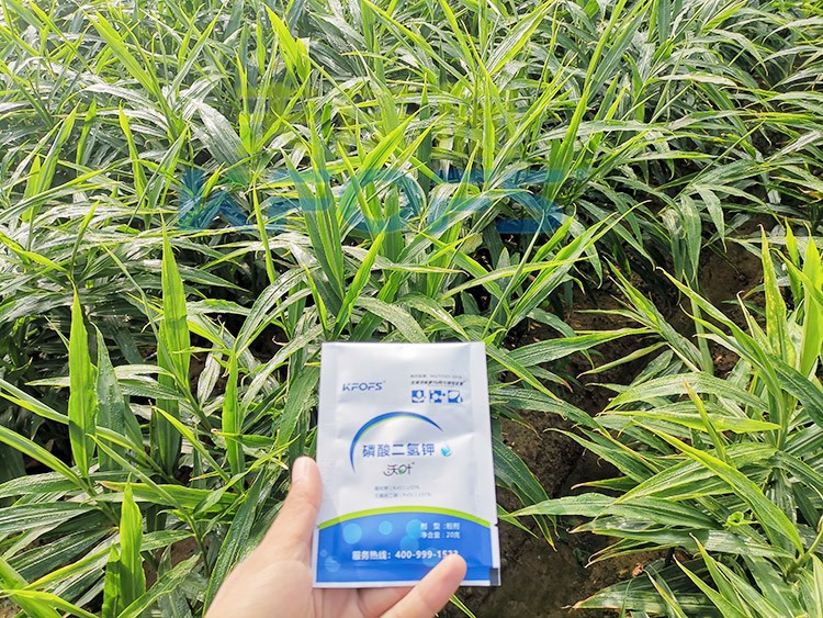 磷酸二氫鉀選這個品牌，不會錯！