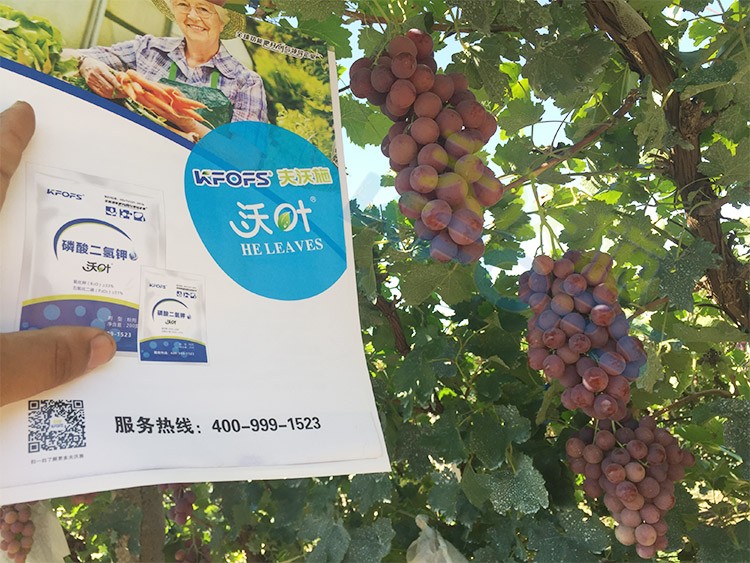 進(jìn)口磷酸二氫鉀和國產(chǎn)有什么區(qū)別？