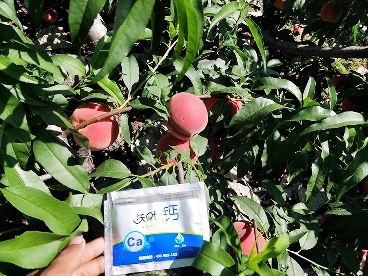 果樹補鈣用什么鈣肥好？
