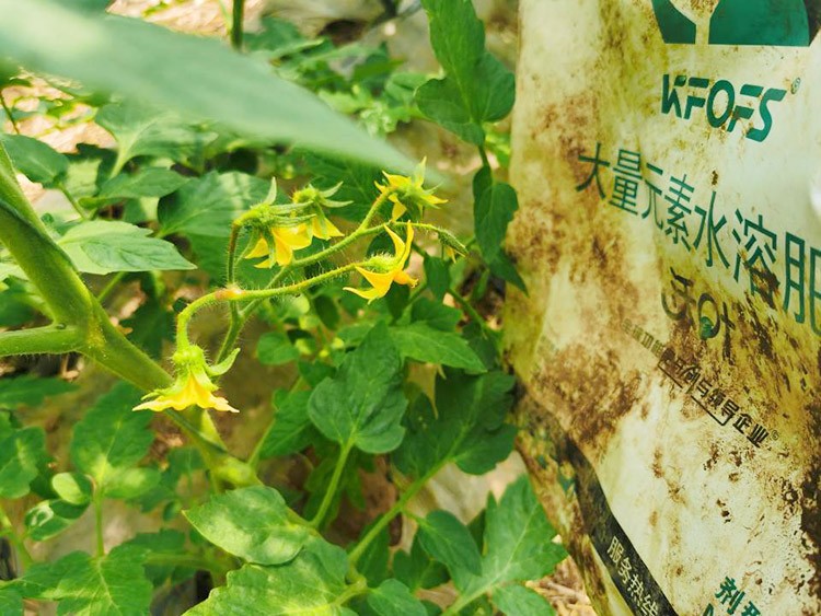 水溶肥哪種的效果好？看完別說(shuō)不知道了！