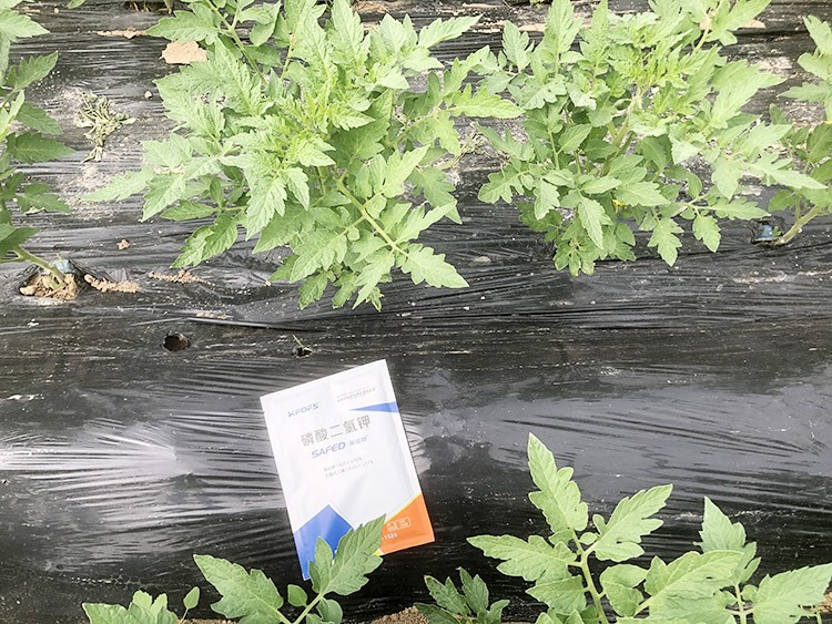 什么牌子的磷酸二氫鉀好？這個答案不要錯過！