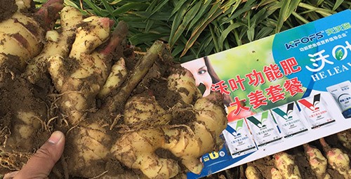進(jìn)口水溶肥還不知道沃葉？虧大了！