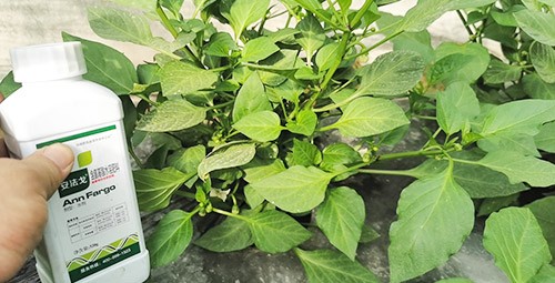 解藥害用什么葉面肥好？