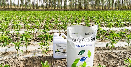 微生物菌肥哪家好？用效果說話！