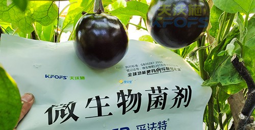 進(jìn)口水溶肥蔬菜上怎么用效果好？