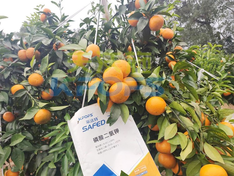 柑橘專用肥選采法特，就是不一樣！
