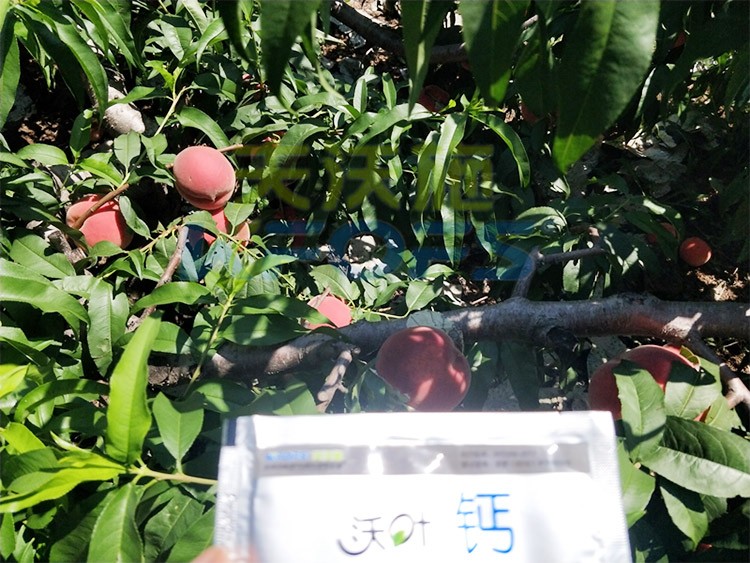 桃樹施什么肥料好，看這一篇就夠了！