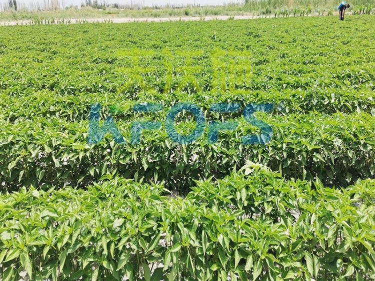 鋅肥是什么肥料？辣椒用有什么好處？