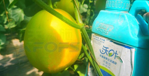 甜瓜用什么肥料更甜，你知道嗎？
