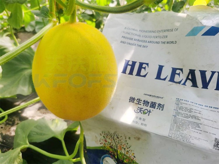 甜瓜用什么肥料更甜，你知道嗎？