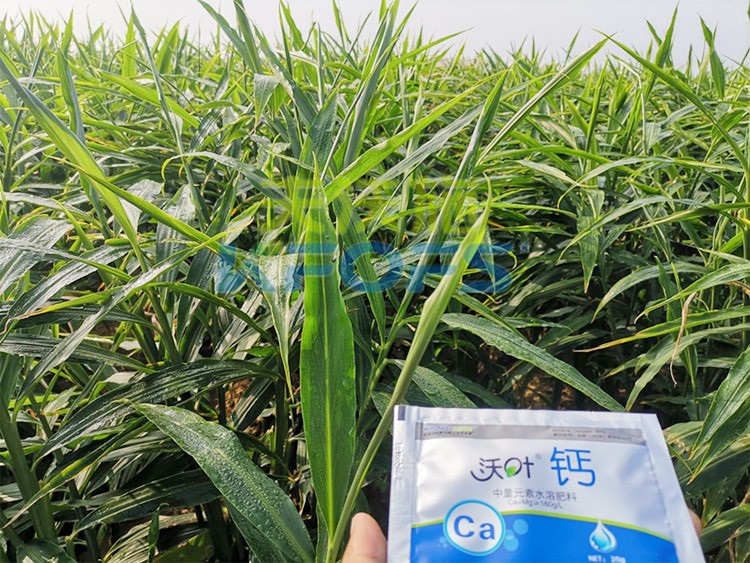 鈣肥為何在大姜上全程使用？