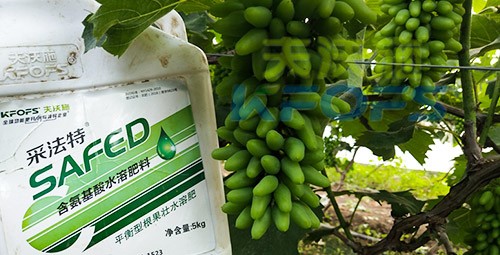 葡萄水溶肥品牌哪個(gè)好？案例告訴你！