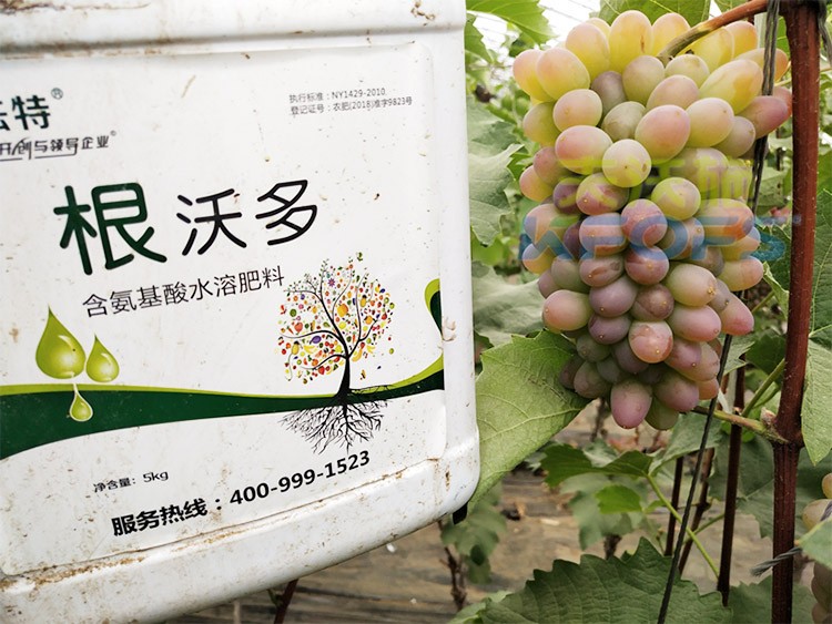 葡萄水溶肥品牌哪個(gè)好？案例告訴你！