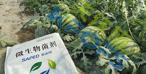 西瓜用微生物菌劑，能達到什么效果？