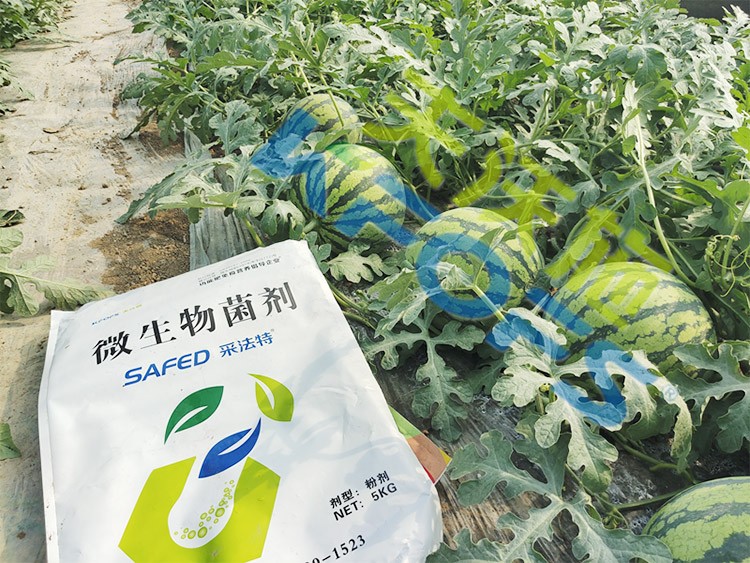 西瓜用微生物菌劑，能達(dá)到什么效果？