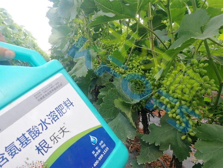 葡萄轉(zhuǎn)色，這幾點你忽視了嗎？