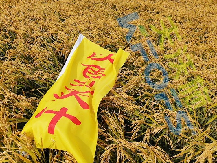 水稻用水溶肥，這三個方面的效果很明顯！