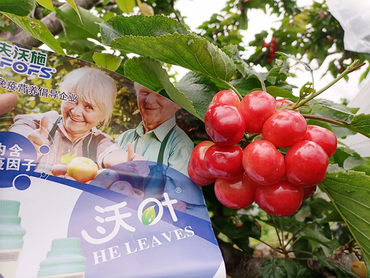 果樹葉面肥哪個(gè)品牌好？