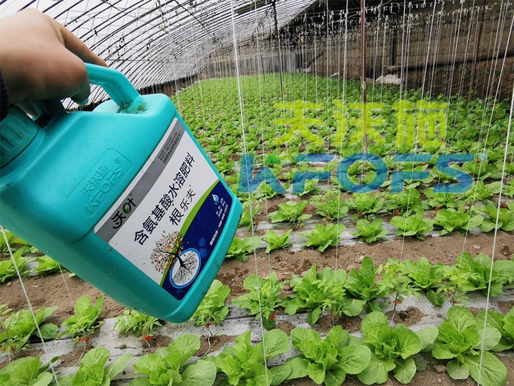 蔬菜用進(jìn)口水溶肥，有什么突出效果？