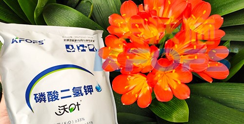 花卉用這款磷酸二氫鉀，效果不一般！