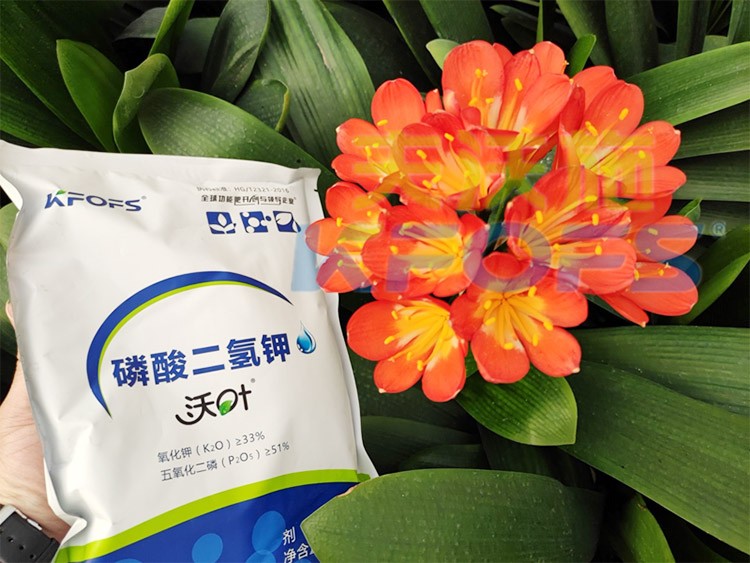 花卉用這款磷酸二氫鉀，效果不一般！