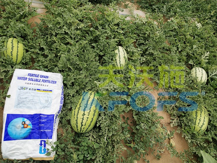 西瓜用什么進口水溶肥好？