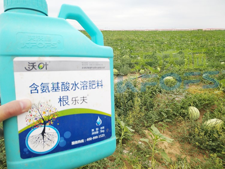西瓜用什么進口水溶肥好？