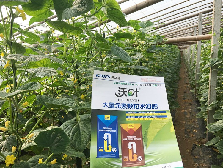 黃瓜用這樣的水溶肥，產(chǎn)量就是高！